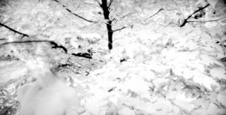 White series infra tree 4 - erie chapman