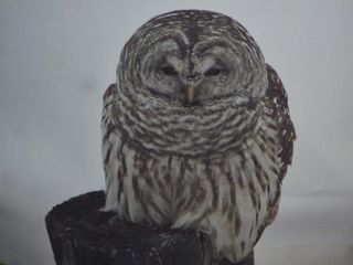 Wise Vermont Owl