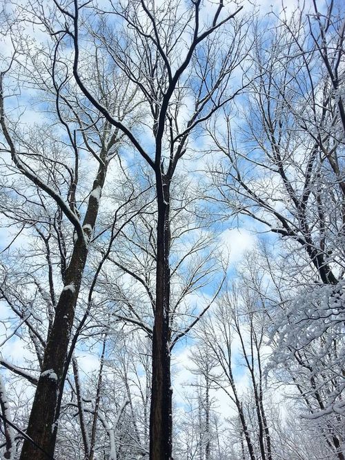 Trees reaching to sky Lisa