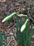 Daffodils budding - 2016