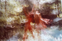 Forest celebration copyright erie chapman 1978