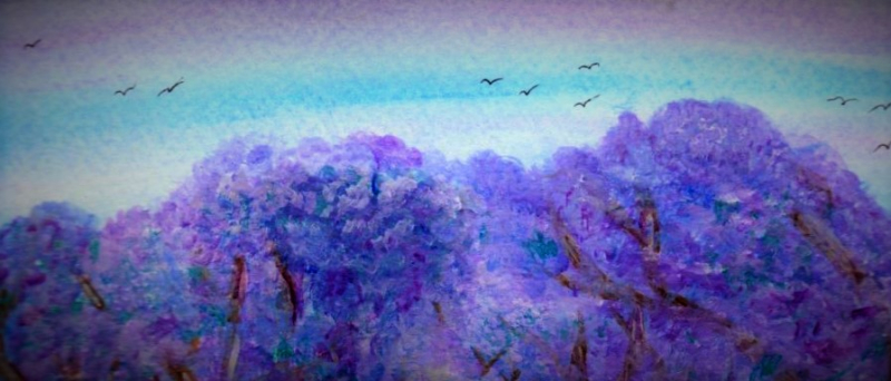 Jacarandas