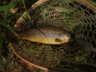 Trout - Terry Chapman 1st SWIFT TRIP 2016-5-20 008