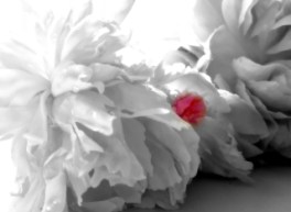 Two flowers 7F (1) - copyright erie chapman 2017