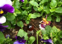 Pansies & fairy - erie chapman (1)