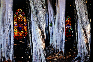 Church in trees