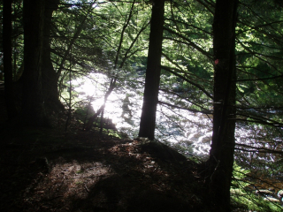 Dream Fishing T. Chapman