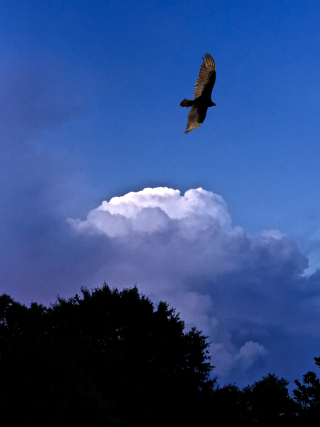 Hawk cloud erie