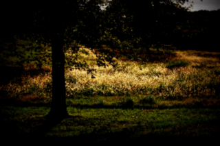 Field soft impression