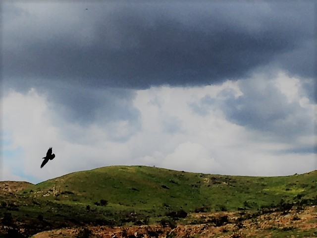 California Hills California Hills