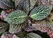 Terrys flower garden