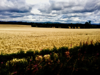 Wheatfield (1)