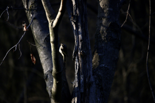 Best woods - near mom hospice april 2018