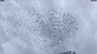 Murmuration  still