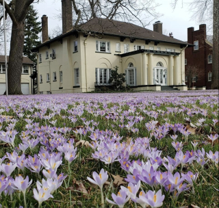 Crocuses in front of 409 - Susan Hunt
