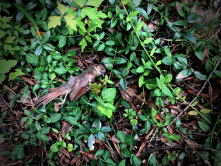 Fallen Finch - Aug 28  2021