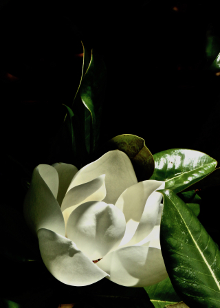 Magnolia Nights 2 - erie chapman