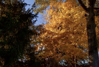 Thumbnail for Leaves 1mb