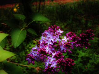 Lilacs