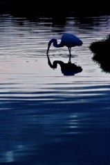 EGRET BEST HALF LIGHT X legs