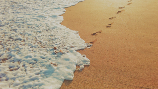 Footprints in the Sand abbas-tehrani-jAJZfSh4rXU-unsplash