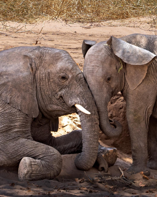 Elephants.Cape.TownFeb2023 Chrissy.Maio