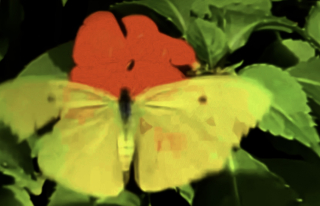 Cloudless sulfur butterfly