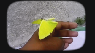 BEST STILL OF CLOUDLESS SULFUR BUTTERFLY