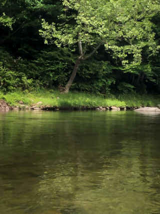 Pond Ripple Out Effect.T. Chpaman