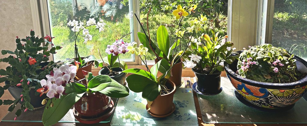 The Beauty of Orchids: A Caregivers’ Reflection